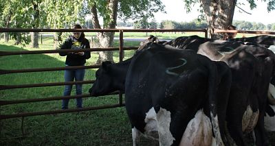 Dairy Judging